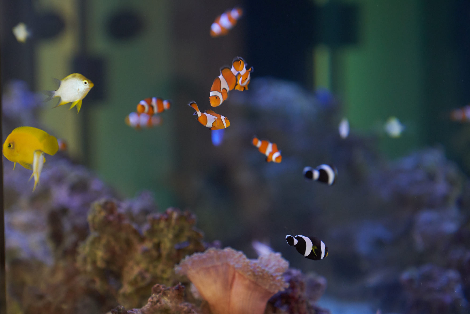 複数種類の海水熱帯魚が水槽の中を泳いでいる写真